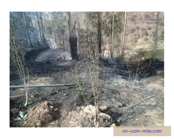 森林队违规遭重罚积分缩水引发联赛新一轮关注